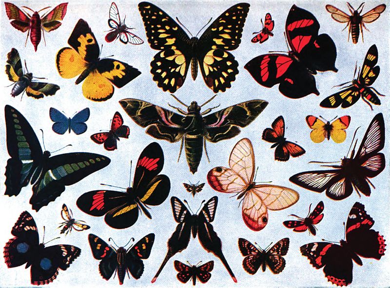 File:Americana 1920 Butterfly - Butterflies and Moths (color).jpg