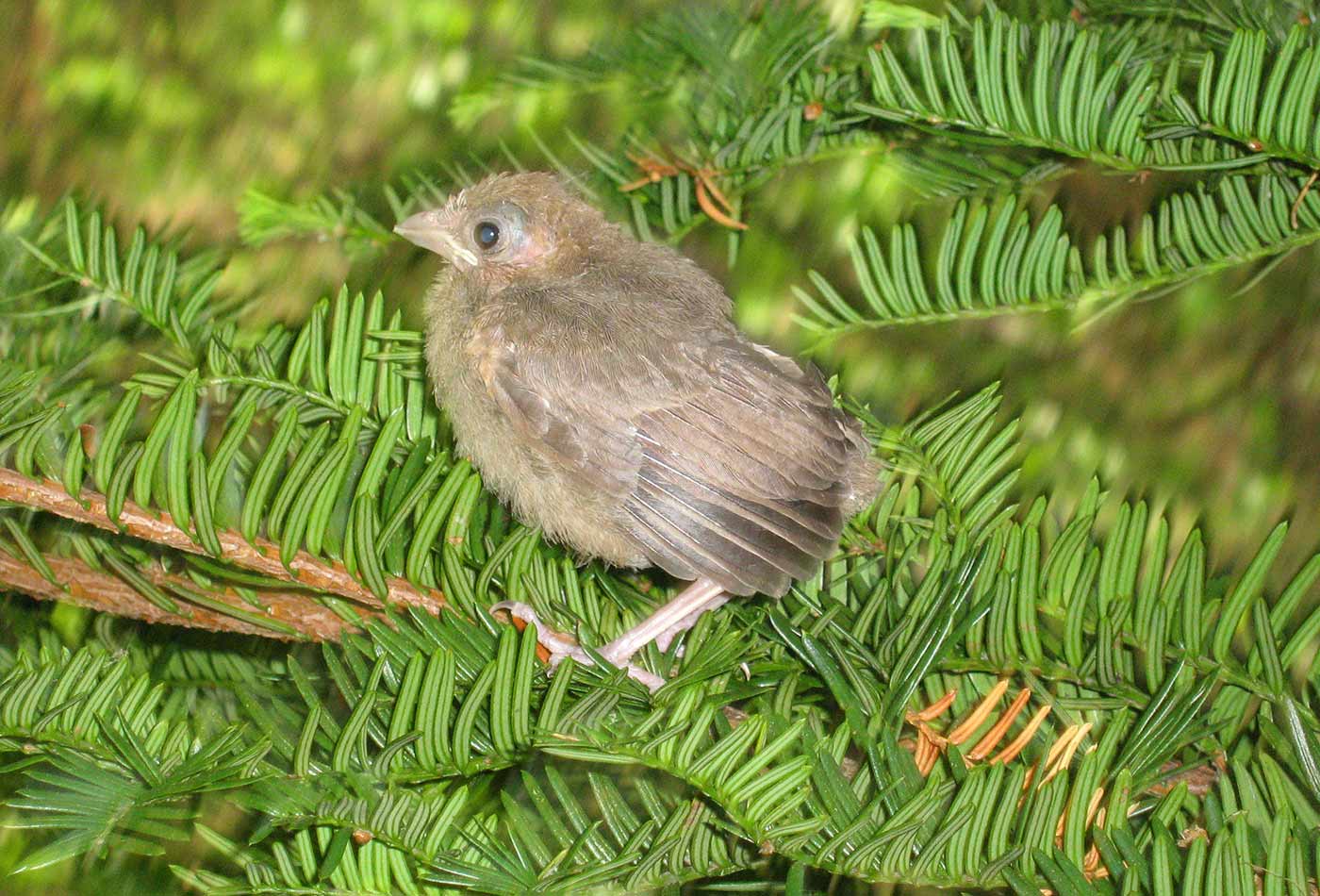 Baby cardinal