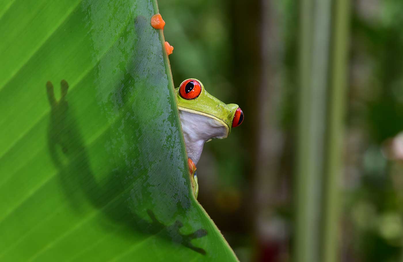 Frog on leaf